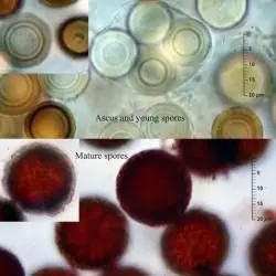 Fotografía Elaphomyces muricatus Fr. (3 de 3)