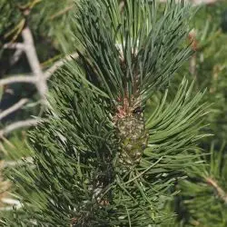 Pinus nigra (3 de 3)
