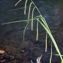 Carex pendula (3 de 3)