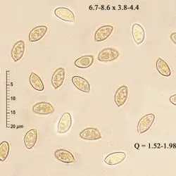 Cortinarius turmalis Fr. (2 de 2)