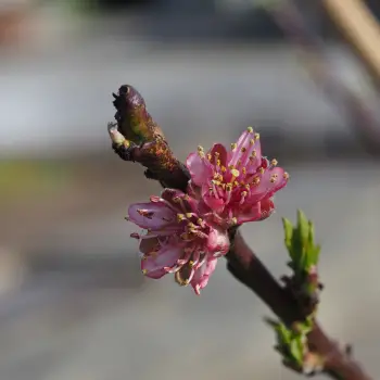 Prunus persica 'Red Haven' (5 de 5)