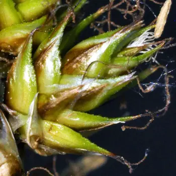 Carex disticha (6 de 6)