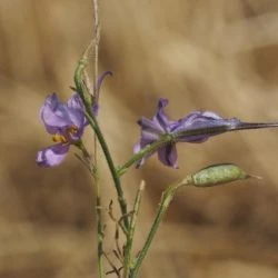 Consolida pubescens