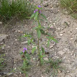 Galeopsis ladanum subsp. angustifolia (2 de 3)