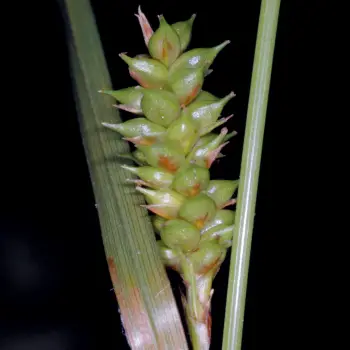 Carex punctata (4 de 5)