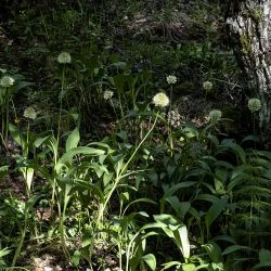 Allium victorialis