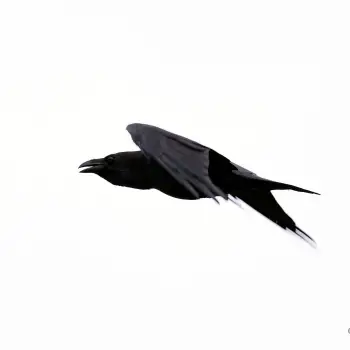 Fotografía Cuervo (Corvus corax)