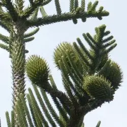Fotografía Araucaria heterophylla (2 de 2)