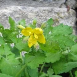 Chelidonium majus