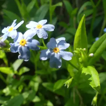 Pequeña flor azul (1 de 2)