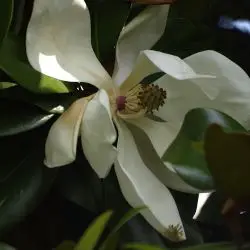 Magnolia grandiflora (3 de 3)