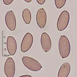 Fotografía Psilocybe subcoprophila (Britzelm.) Sacc. (2 de 3)