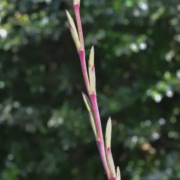 Watsonia meriana (3 de 4)