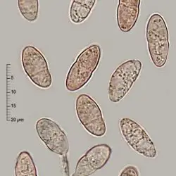 Epibryon bryophilum (Fuckel) Döbbeler (2 de 3)