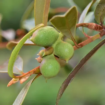Magnolia laevifolia (6 de 6)