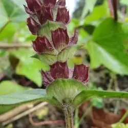 Prunella vulgaris (3 de 3)