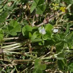 Trifolium subterraneum (1 de 3)