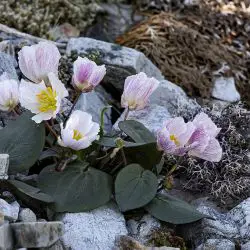 Fotografía Ranunculus parnassifolius subsp. muniellensis (1 de 3)