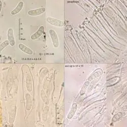 Mellitiosporiella pulchella Hhn. (2 de 3)