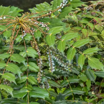 Mahonia japonica (1 de 5)