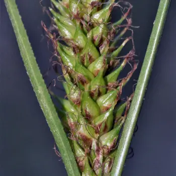 Carex distans (3 de 4)