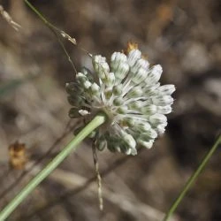 Flor, involucro
