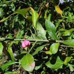 Fruto
