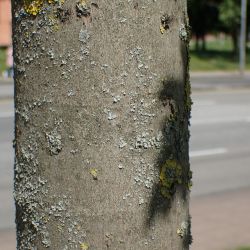Fotografía Acer pseudoplatanus (2 de 3)