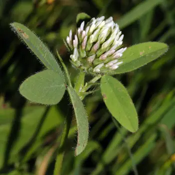 Trifolium obscurum (1 de 2)