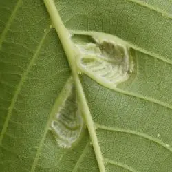 Aceria erinea (3 de 3)