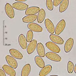 Pholiotina teneroides (J.E. Lange) Singer (2 de 3)