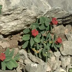 Euphorbia pyrenaica
