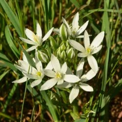 Ornithogalum bourgaeanum