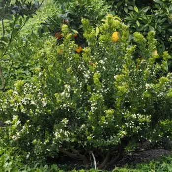 Citrus aurantium var myrtifolia (1 de 4)