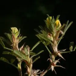 Ononis pusilla subsp. pusilla (2 de 3)