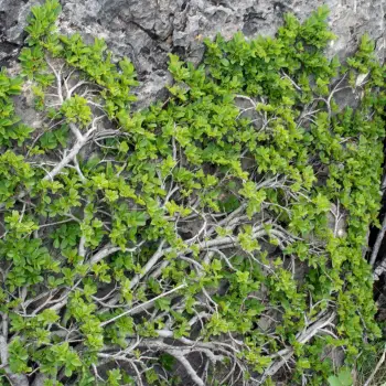 Rhamnus pumila subsp. legionensis (4 de 6)