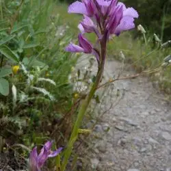 Orchis papilionacea (1 de 2)
