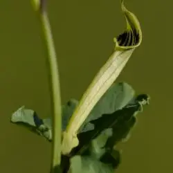 Fotografía Aristolochia paucinervis (2 de 2)