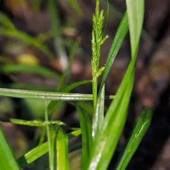 Carex strigosa (3 de 5)