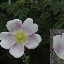 Rosa pendulina (3 de 3)