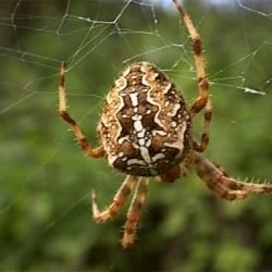Araneus diadematus
