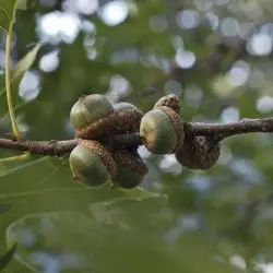 Quercus palustris (3 de 3)
