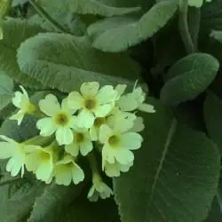 Fotografía Primula elatior subsp. intricata