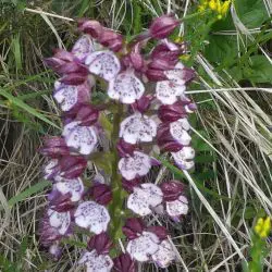 Orchis purpurea (2 de 3)