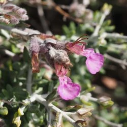 Teucrium subspinosum