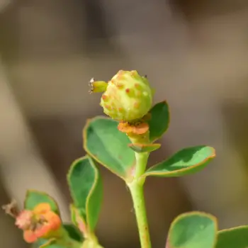 Euphorbia flavicoma subsp. flavicoma (4 de 4)