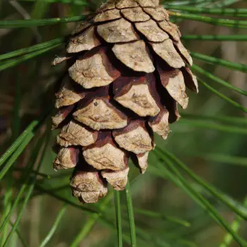 Pinus densiflora 'Umbraculifera' (2 de 6)