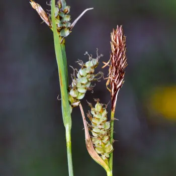 Carex tomentosa (1 de 6)