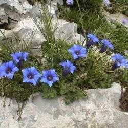 Gentiana angustifolia subsp. corbariensis