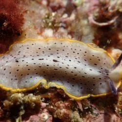Prostheceraeus moseleyi